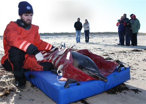 Dozens of Dolphins Die at Cape Cod