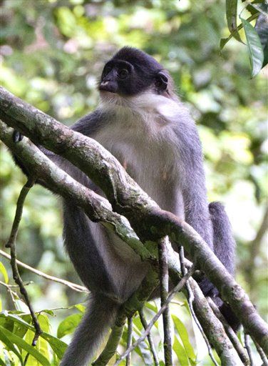 Scientists Find Miller's Grizzled Langur, Monkey Thought Extinct