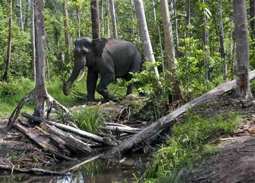 Deforestation Could Wipe Out Sumatran Elephants