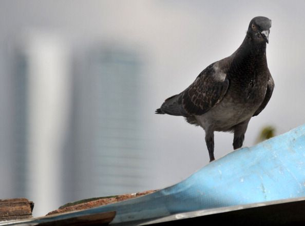 World's Most Expensive Pigeon Sells for $328K