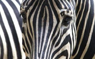Why Zebras Have Stripes: Flies