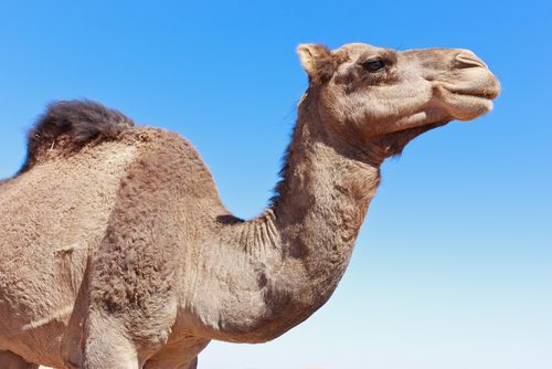 Romans' Beasts of Burden: Camels?