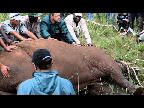 Rhino Dies in Anti-Poaching Demonstration