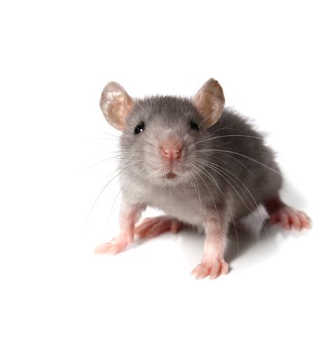 Cancer Med Works Wonders Against Alzheimer's in Mice