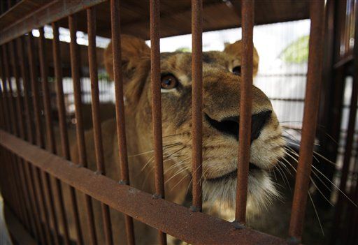 Lion Kills S. African Zookeeper