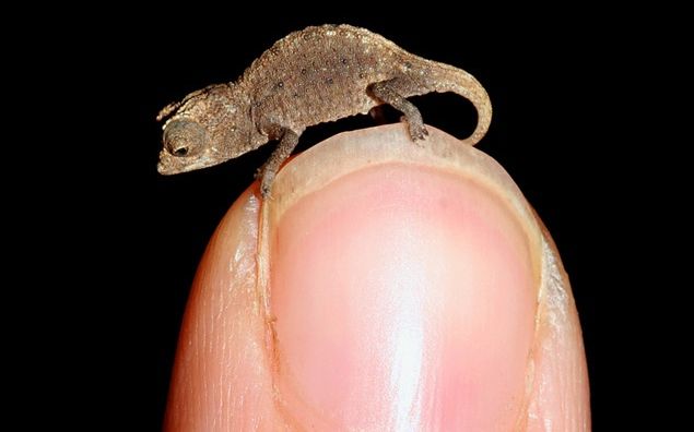 Mini-Chameleon Discovered in Madagascar