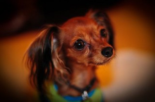 Report: PETA Kills 95% of Pets It Takes In