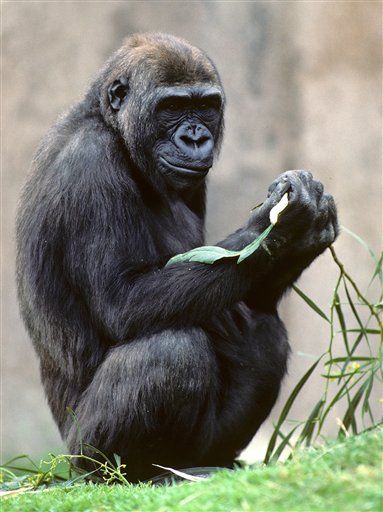 Human, Gorilla DNA: Just 1.75% of It Is Different