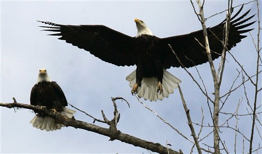 Government Gives Tribe OK to Kill 2 Bald Eagles