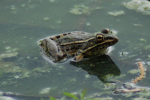 New Frog Species Found —in New York City