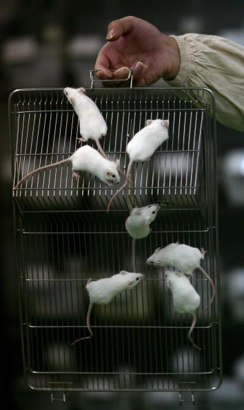 Why a Gene Mutation Makes Mice Obese