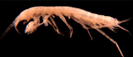 New Shrimp-y Species Found in NM Cave