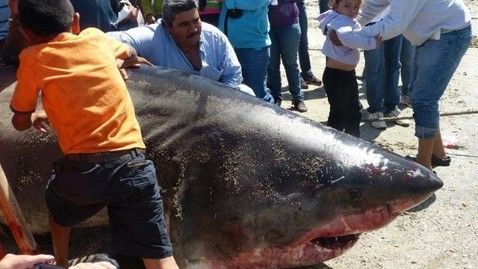 Fishermen Net 2,000-Pound King of Jaws