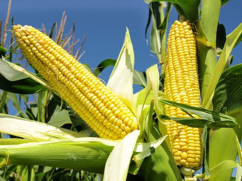 Environmentalists Warn Against New Biotech Corn
