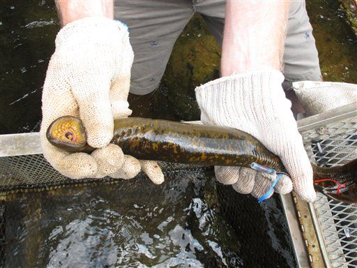 Yum? Great Lakes Provide Lampreys for Queen's Pie