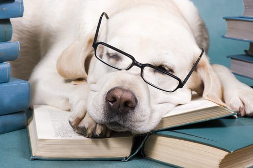 Dogs Provide Therapy for Stressed-Out Law Students