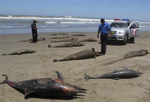 Peru: Steer Clear of Beach Til We Solve Animal Mystery