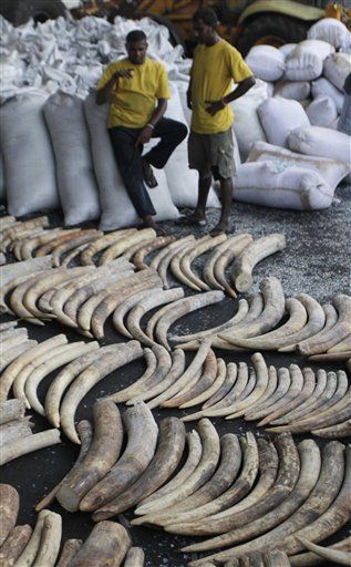 2011's Elephant Carnage: Tens of Thousands