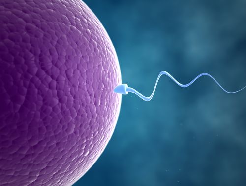Gene Discovery May Yield Men's Birth Control Pill