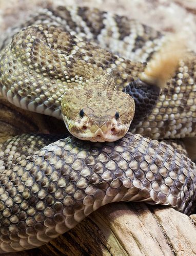 'Serpent Pastor' Dies of Snake Bite