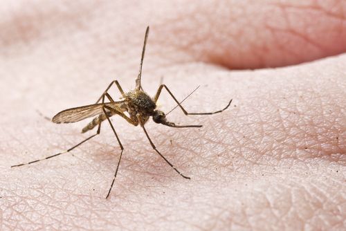 Rather Than Dodge Deadly Raindrops, Mosquitoes Catch a Ride