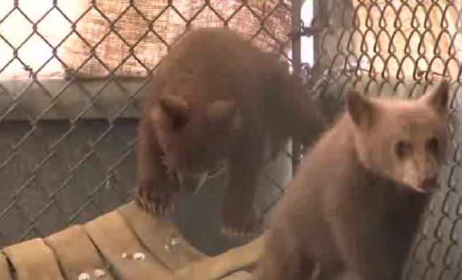 Man's Foiled Plan: Sell Bear Cubs at Gas Station