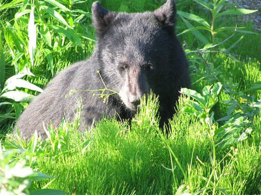 Arizona Sees 3 Bear Attacks in a Month