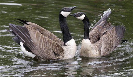 NYC to Gas 700 Geese Over Plane Fears