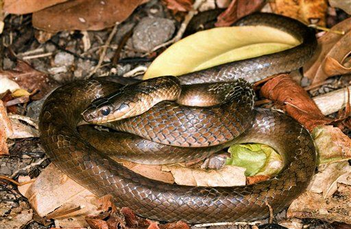 St. Lucia Racer Now World's Rarest Snake