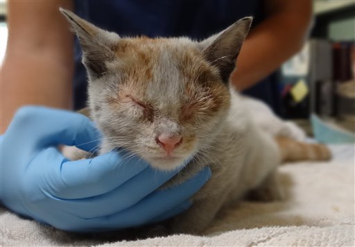 Kitten Survives Shanghai-to-LA Journey Locked in Container