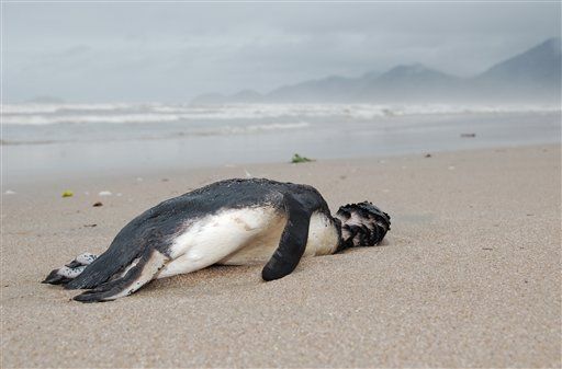Mass Penguin Die-Off in Brazil