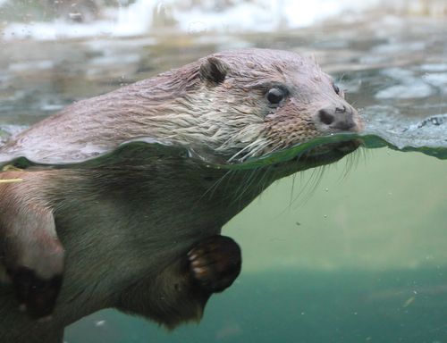 Triathlete Attacked by Crazed ... Otter