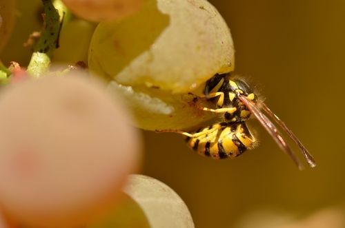 Wasps: The Wine Lover's Best Friend?