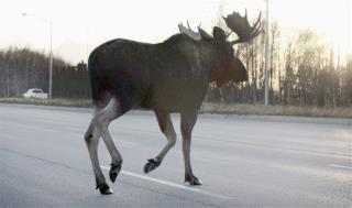 Driver Swerves to Miss Moose, Hits Bear