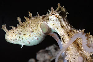 Kinky Octopus Sex Startles Scientists