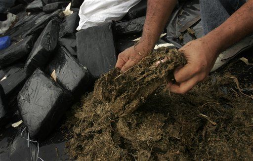 DEA Digs Up $1B Worth of Pot Plants