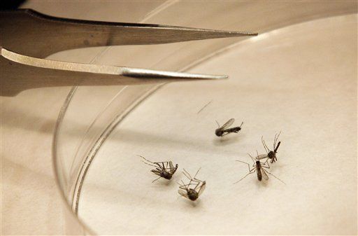 West Nile Outbreak Is America's Biggest Ever