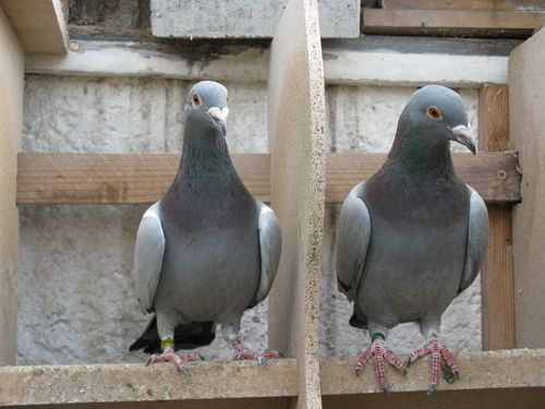 Bird 'Bermuda Triangle' Claims Hundreds of Pigeons
