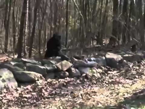 Man Killed While Posing as Bigfoot