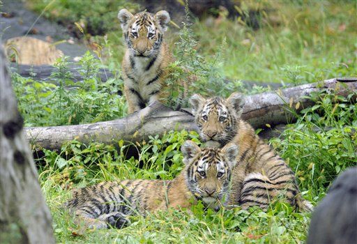 Bronx Zoo Jumper Survives Tiger Mauling