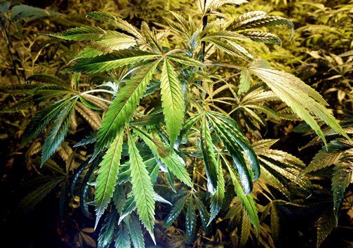 Drug Traffickers Love Oregon's Lenient Medical Marijuana Laws