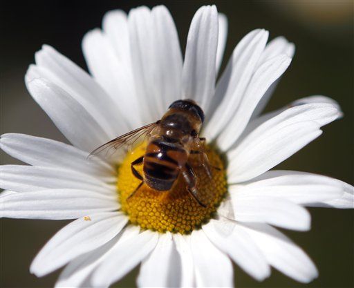 'Zombie Bees' Turn Up in Washington State