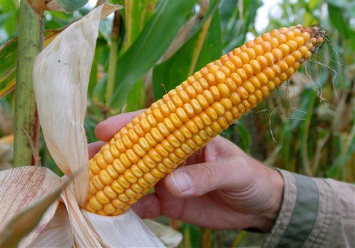 Russia Bans Monsanto's GMO Corn