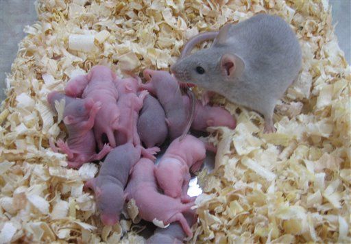 Lab-Made Eggs Produce Healthy Mice