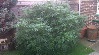 Elderly Brits Accidentally Grow Huge Pot Plant