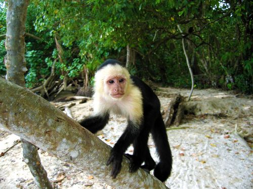 UK Woman: Monkeys Raised Me in the Jungle