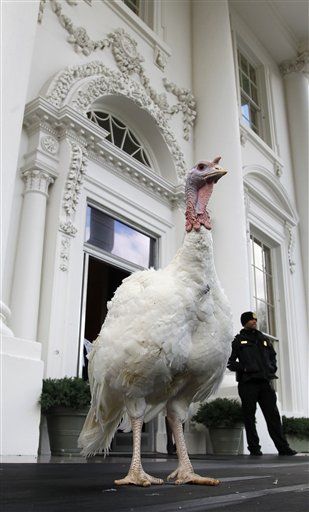 PETA to Obama: Don't Pardon the Turkey