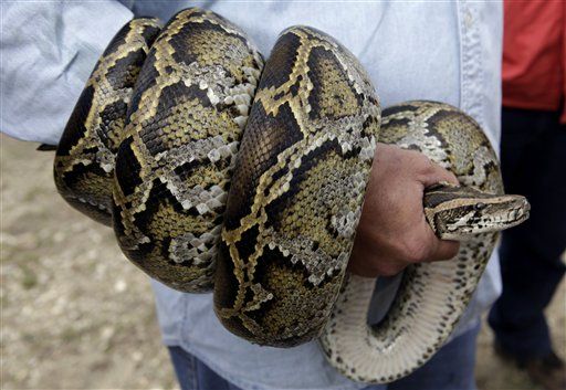 Florida's Challenge: $1K to Killer of Longest Python