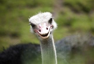 Ostriches May Improve Heart Bypass Surgery