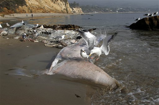 Malibu Tows Rotting Whale Carcass Out to Sea